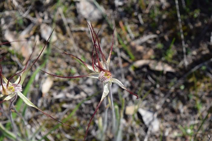 Caladenia Spider orchid-0001.JPG